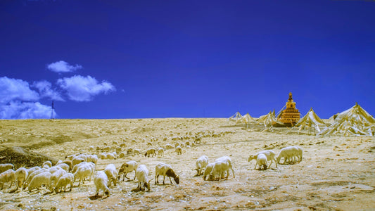 Daily Practices in Tibetan Buddhism