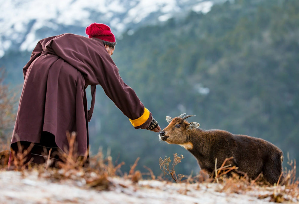 The Meaning and Practice of Offering in Tibetan Buddhism